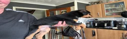 Mixed Breed dogs for sale: 3 Male 2 Female - Advert 5