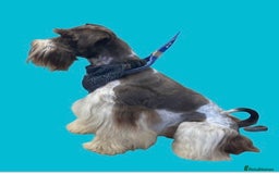 Schnoodle dogs for stud: STUNNING CHOC/WHITE MIN SCHNAUZER AT STUD in Coventry - Image 7