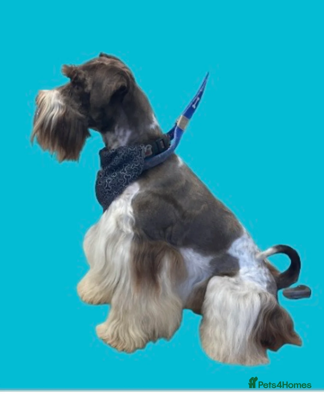 Schnoodle dogs for stud: STUNNING CHOC/WHITE MIN SCHNAUZER AT STUD in Coventry - Advert 7