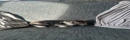Mixed Breed cats for sale: 5 beautiful black tie/ ragdoll kittens for sale  - Advert 8
