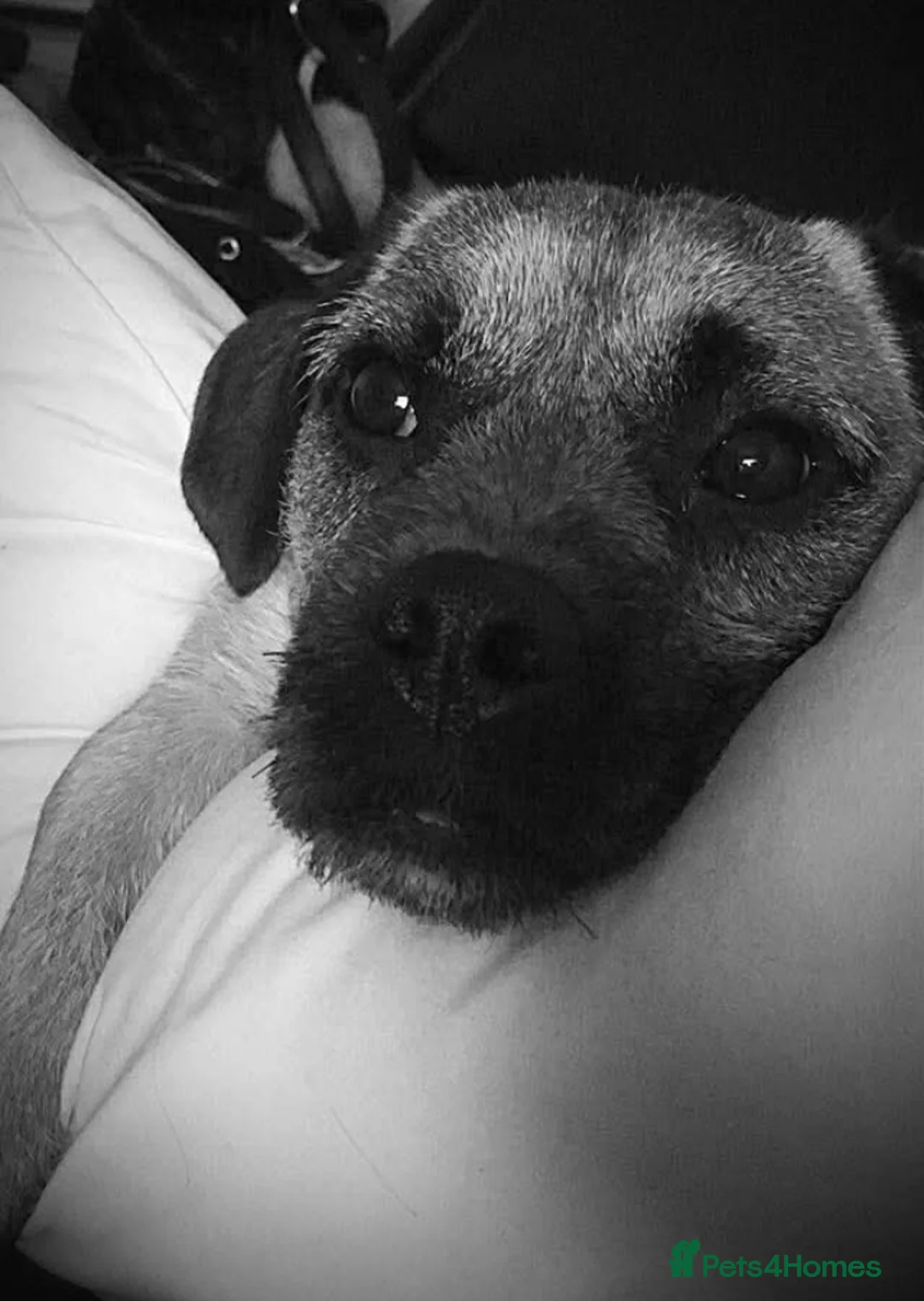 Jug dogs for sale: Jug looking to be someone's companion  - Advert 5