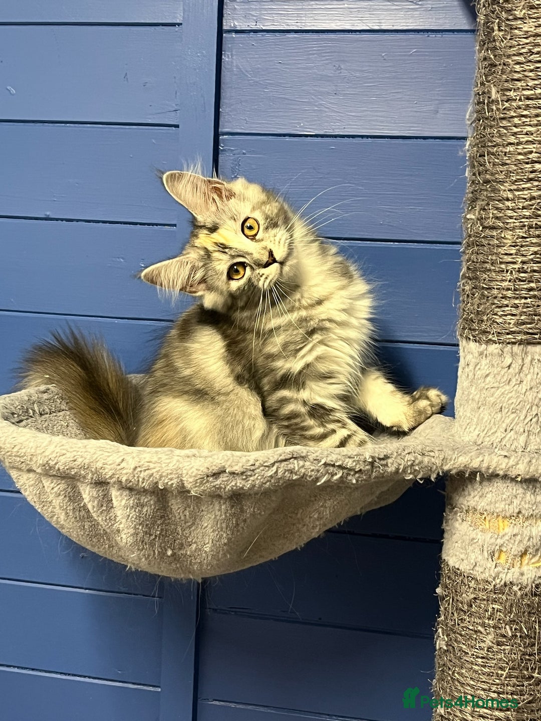 Maine Coon cats for sale: Beautiful Maine Coon kittens for sale - Image 3