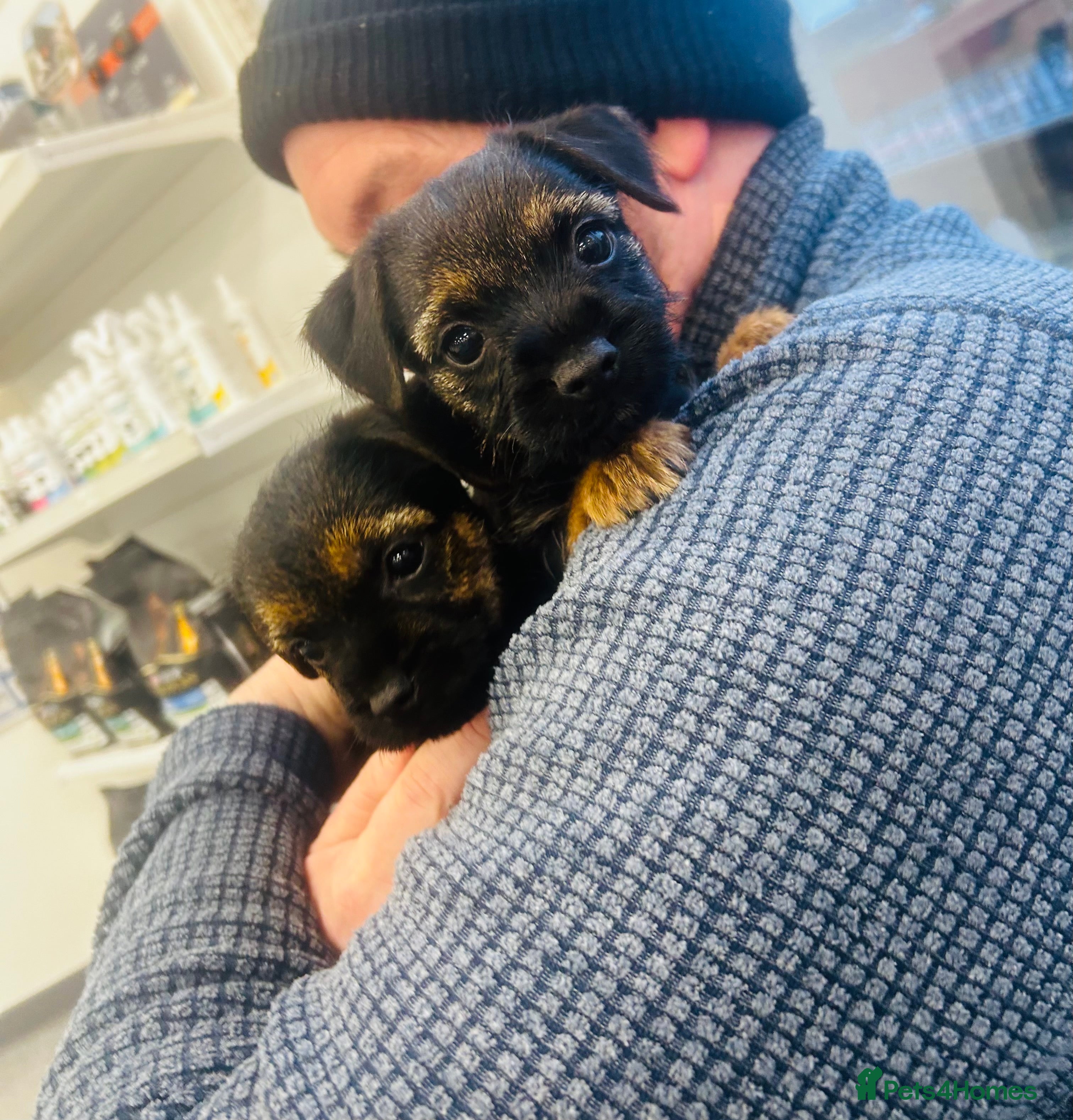 Border Terrier dogs Border Terrier puppies - Advert 5