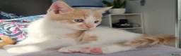Domestic Shorthair cats for sale: Lovely kittens short and longhair  - Advert 13