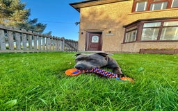 Staffordshire Bull Terrier dogs for sale: Kc Blue staffordshire bull terrier puppies - Image 18