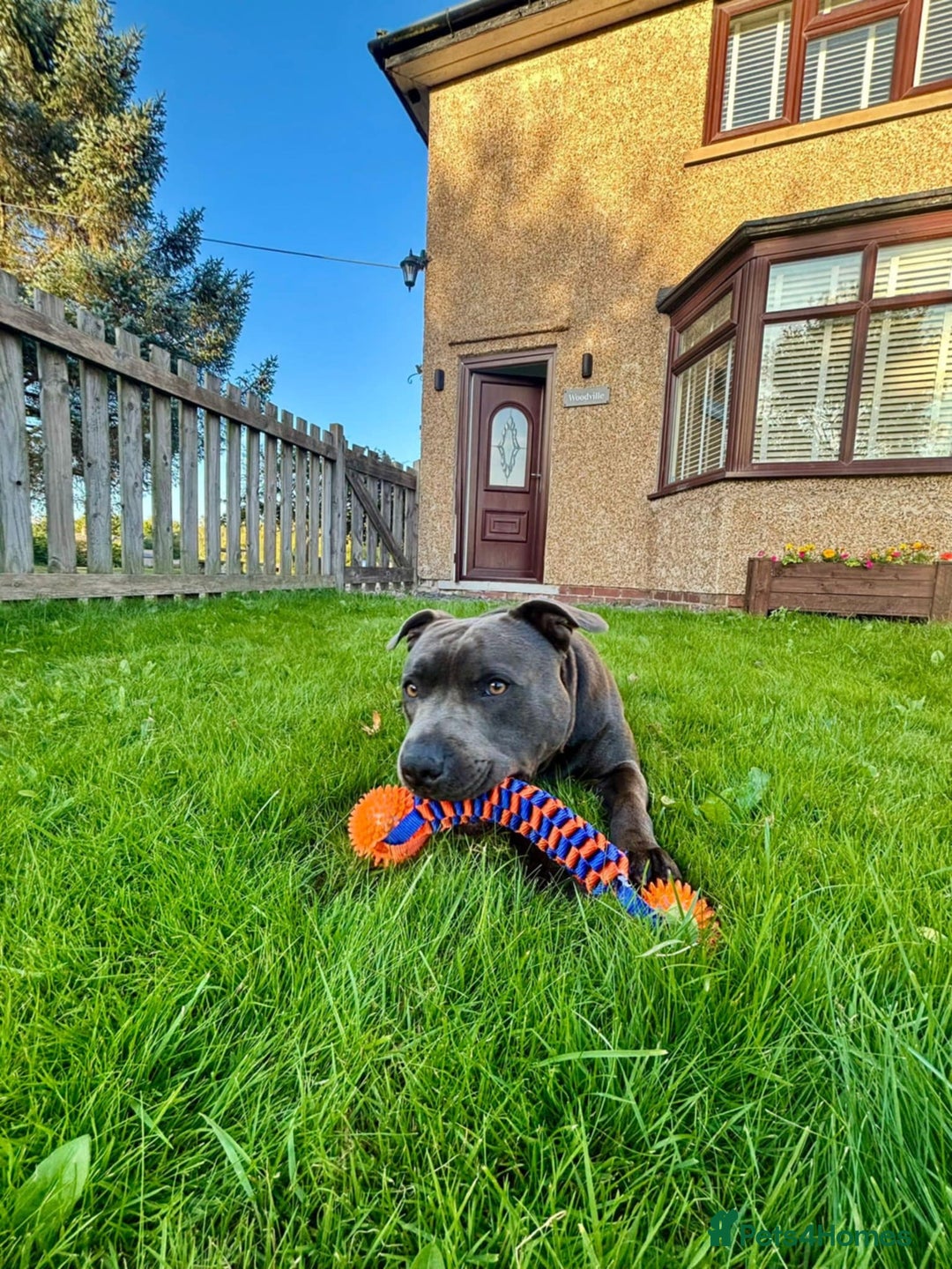 Staffordshire Bull Terrier dogs for sale: Kc Blue staffordshire bull terrier puppies - Image 18