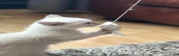 Munchkin cats for sale: Stunning short legged munchkin kitten - Advert 4