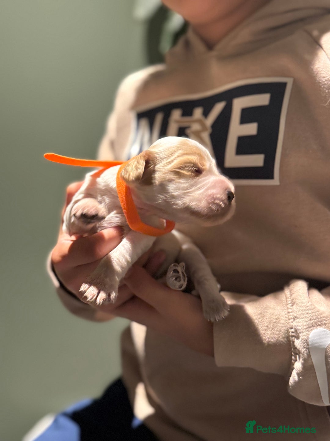 Cocker Spaniel dogs for sale: 8 beautiful show cocker puppies for sale - Advert 8