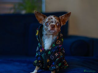 Chihuahua dogs in Enfield - Advert 16