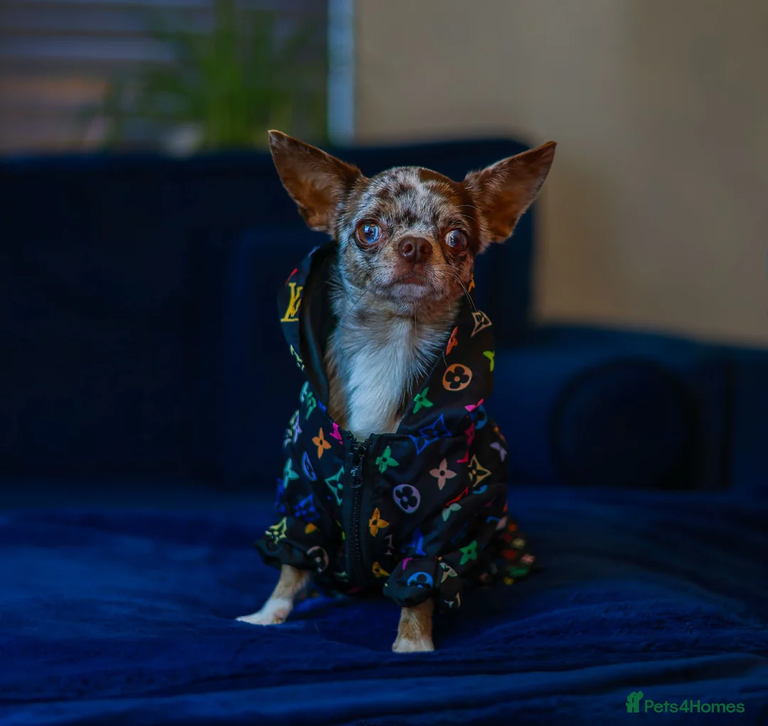 Chihuahua dogs for stud: GUNNER- very small Merle chihuahua STUD in Enfield - Advert 2