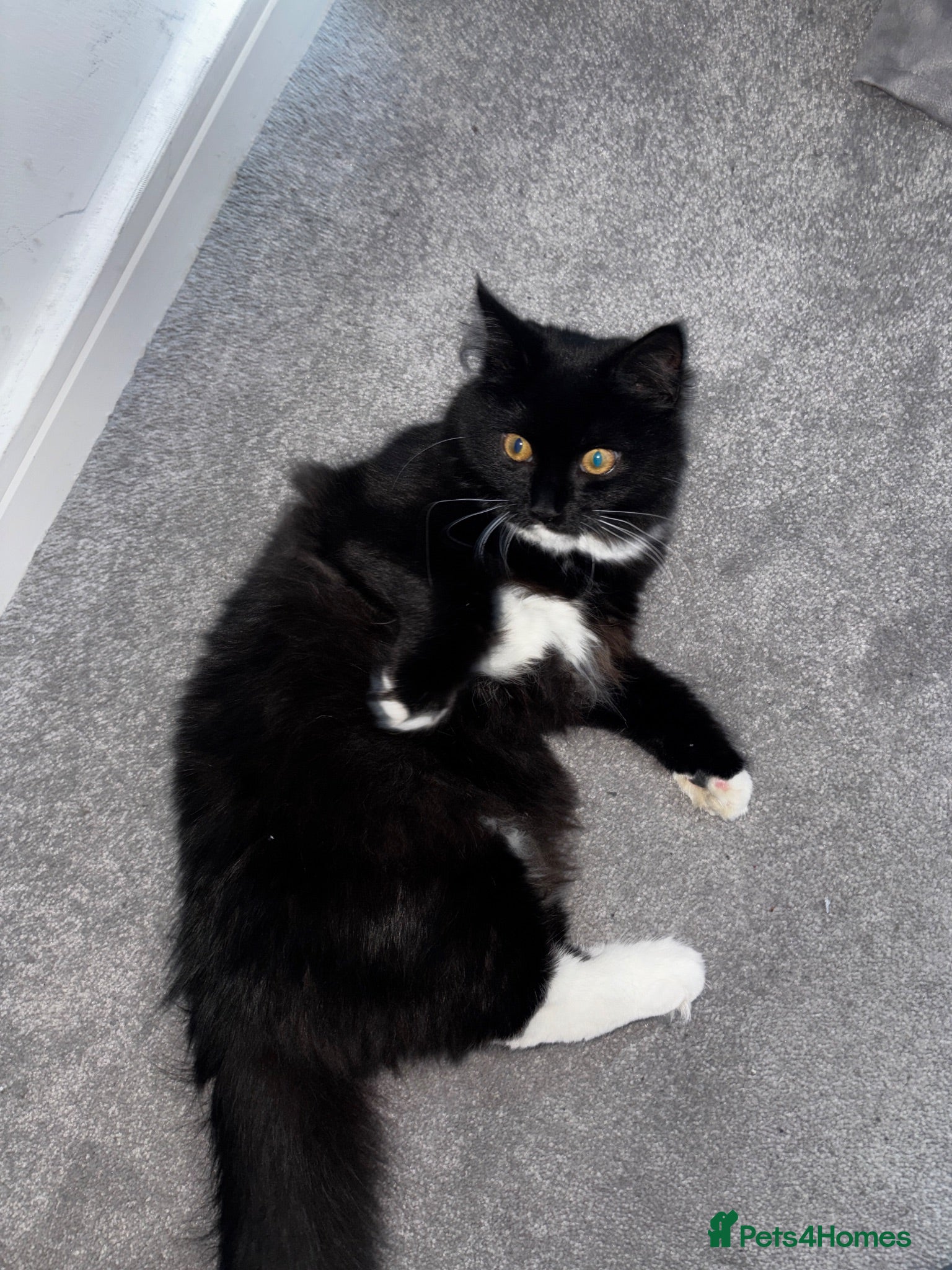 Mixed Breed cats Cat for sale London - Advert 1