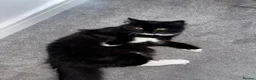 Mixed Breed cats for sale: Cat for sale London in London - Advert 1