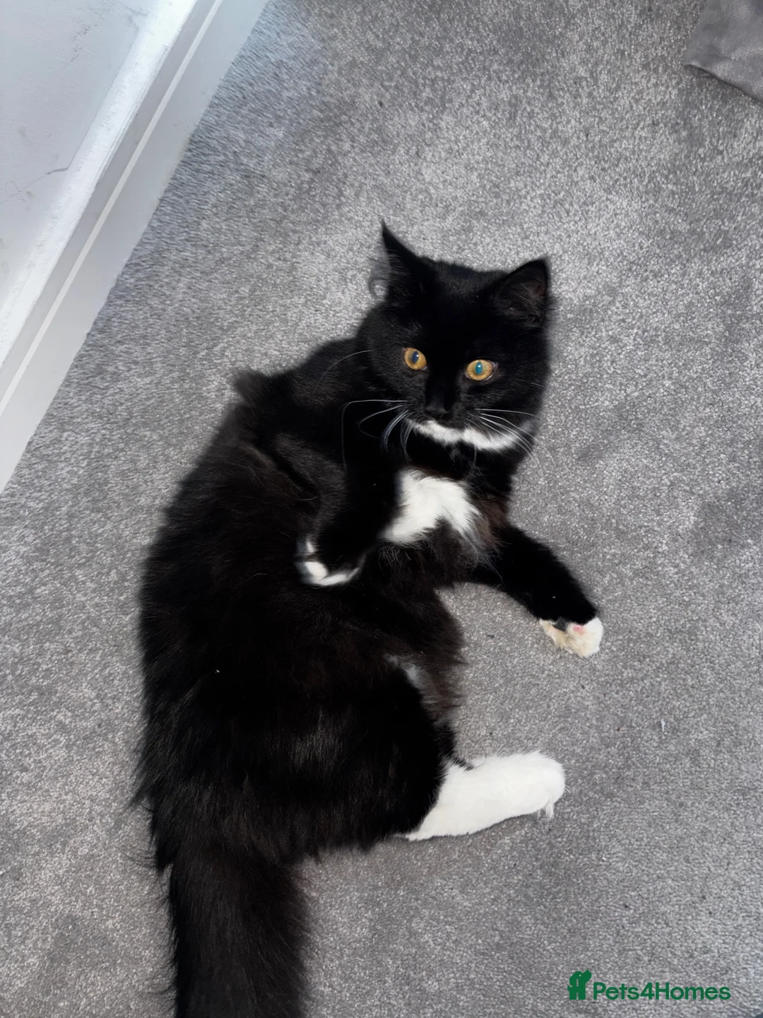 Mixed Breed cats for sale: Cat for sale London in London - Advert 1