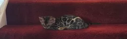 Bengal cats for sale: Baby kitten bengal in Cambridge - Advert 3