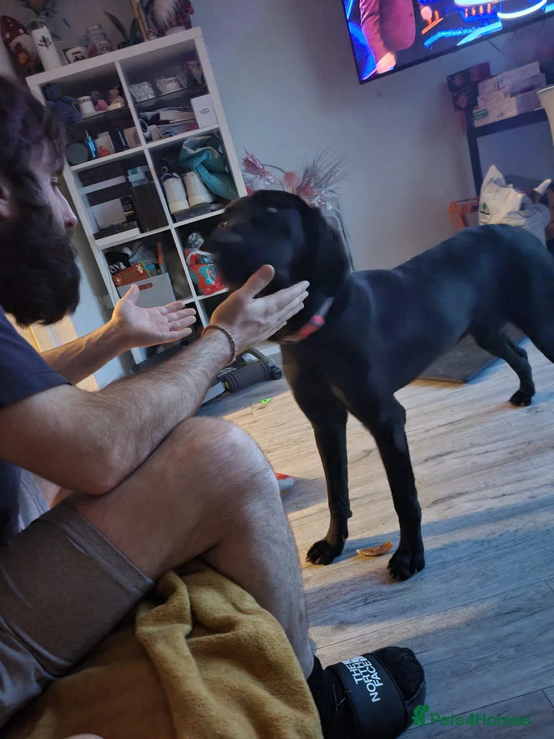 Labrador Retriever dogs for adoption: Black Labrador pup - Advert 3