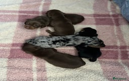 Dachshund dogs for sale: Beautiful miniature dachshund puppies - Image 18
