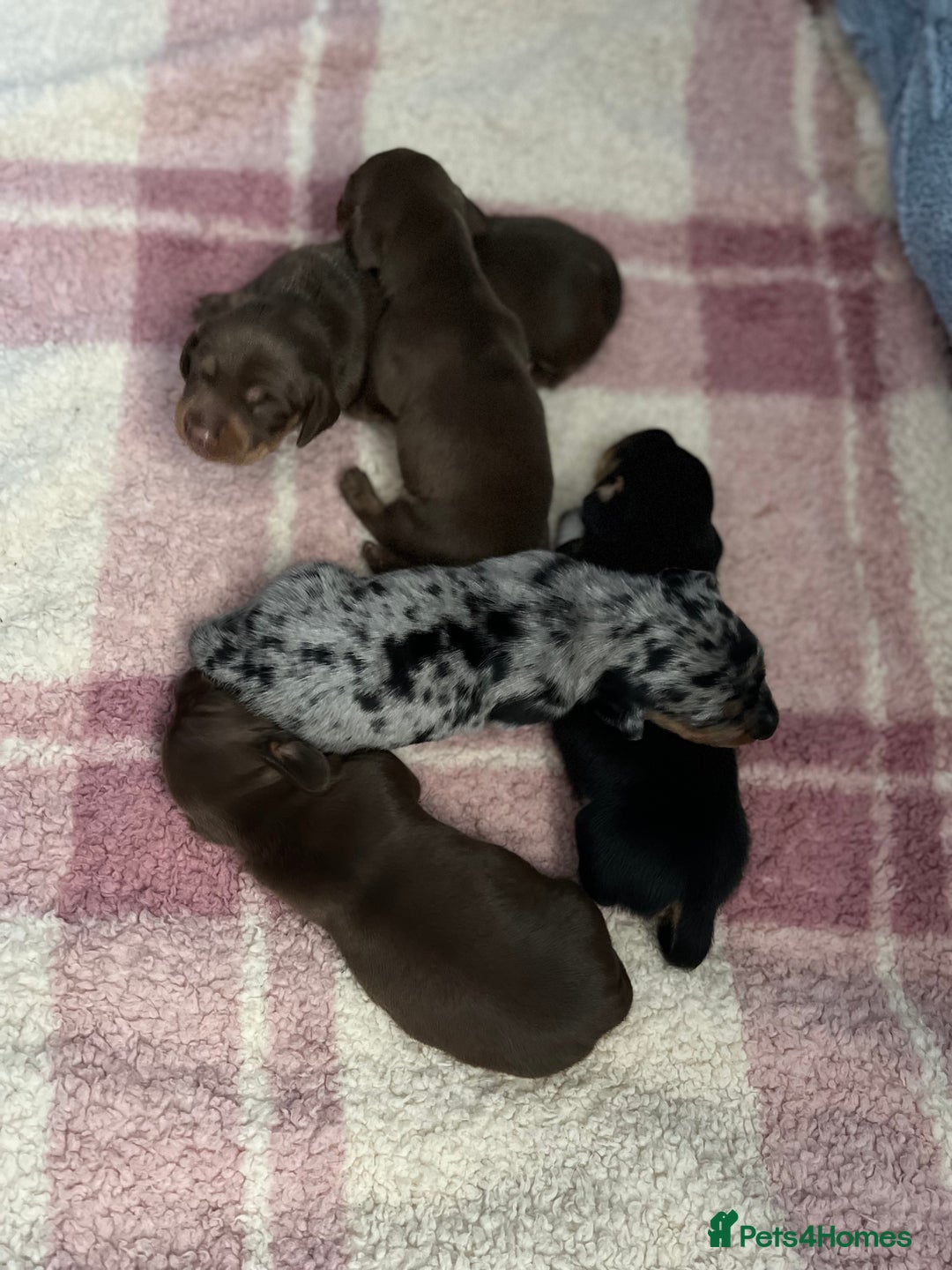 Dachshund dogs for sale: Beautiful miniature dachshund puppies - Image 18