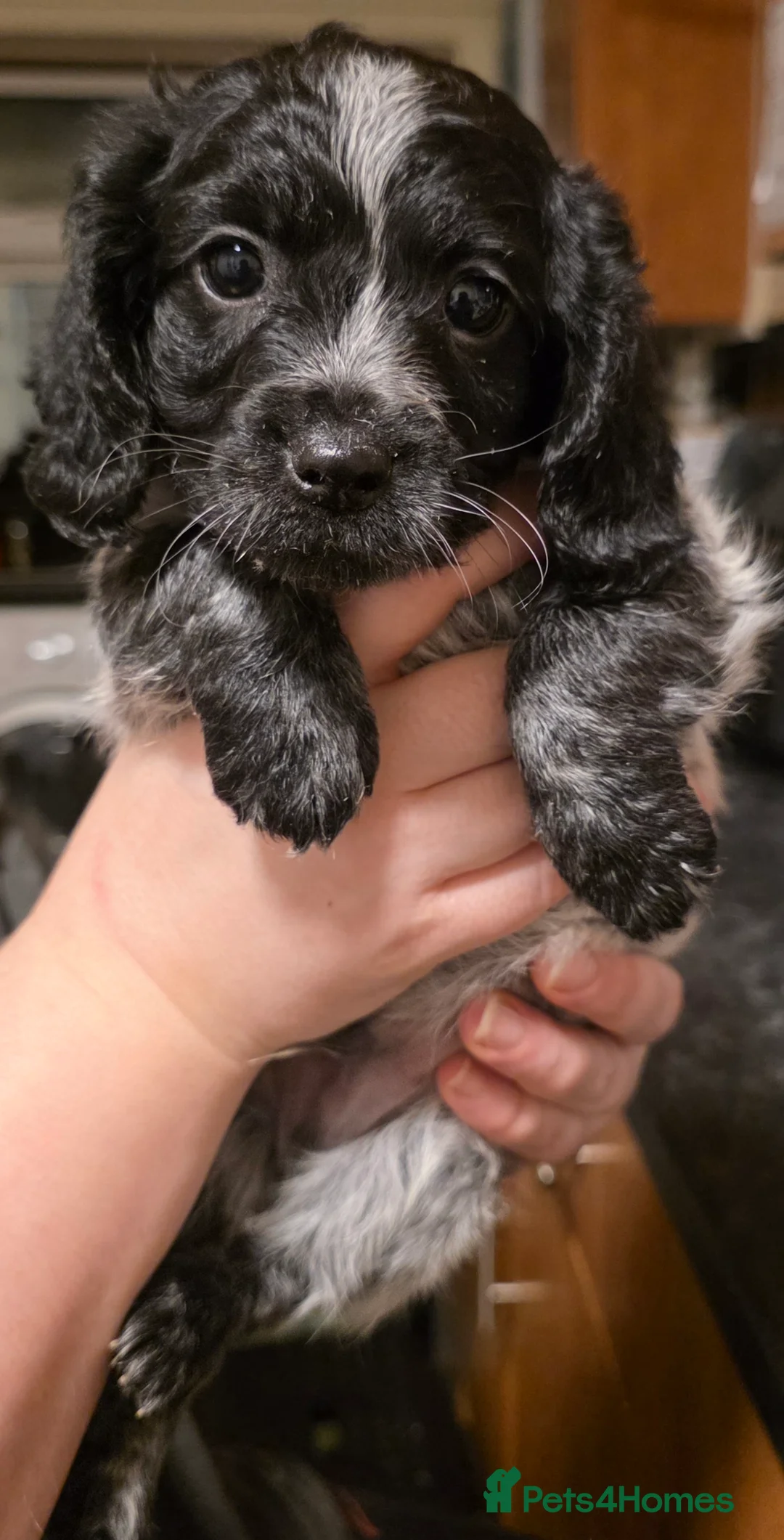 Cockapoo dogs for sale: The Magnificent fully-vaccinated Seven  in Romford - Advert 12