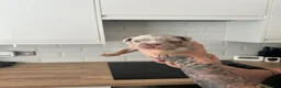 Olde English Bulldogge dogs for sale: 2 female olde English bulldogs in London - Advert 7
