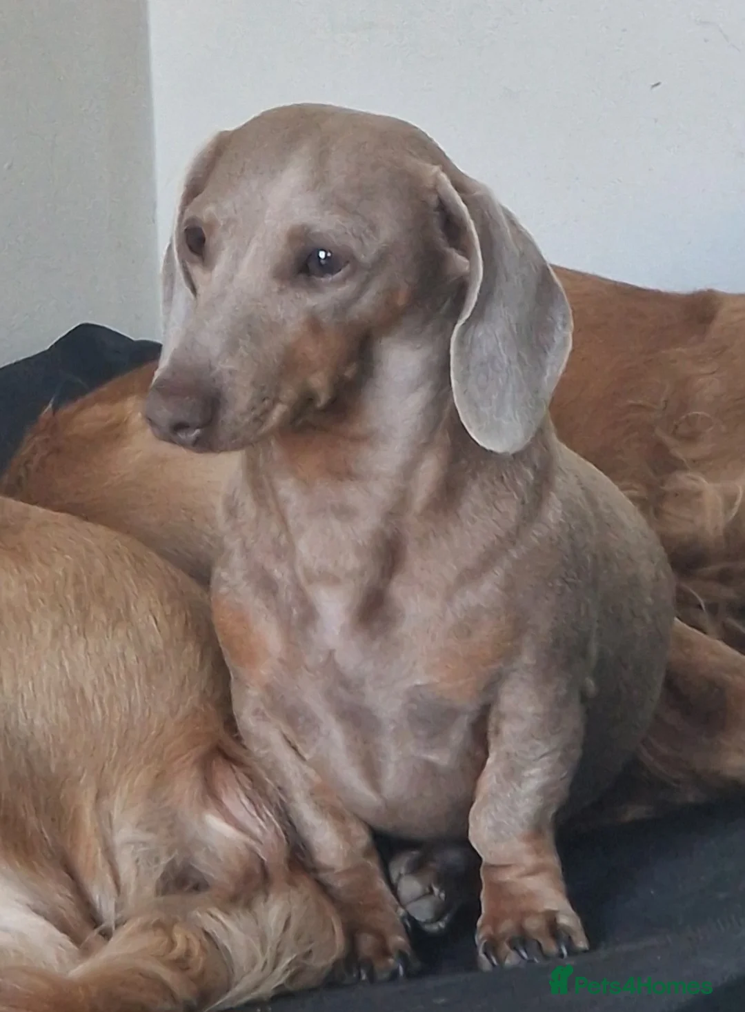 Miniature Dachshund dogs for stud: Miniature dachshund for stud!  in Nottingham - Advert 4