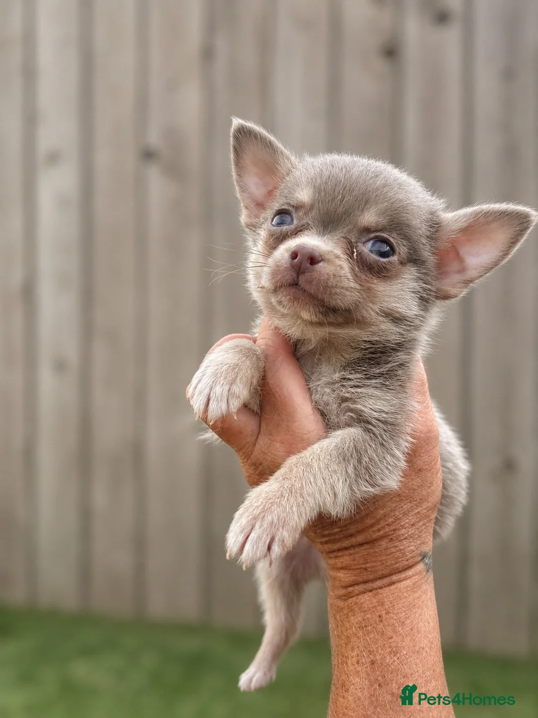 Pomchi dogs for sale: Beautiful pom x chi boy - Advert 4