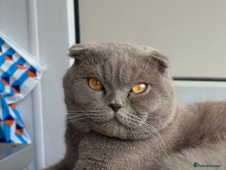 British Shorthair cats Stunning British Short hair kittens - Advert 1