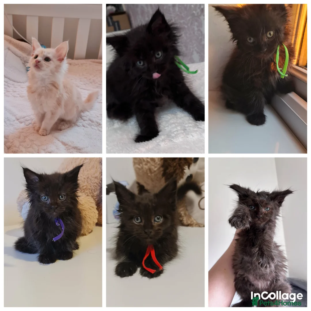 Maine Coon cats for sale: Maine Coon Kittens-Black Smoke&Cream Silver - Advert 1
