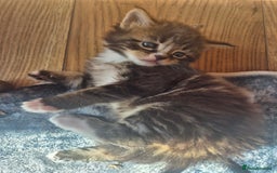 Maine Coon cats for sale: Maine Coon kittens  - Image 5