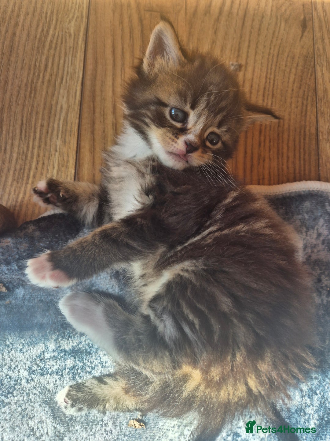 Maine Coon cats for sale: Maine Coon kittens  - Image 5