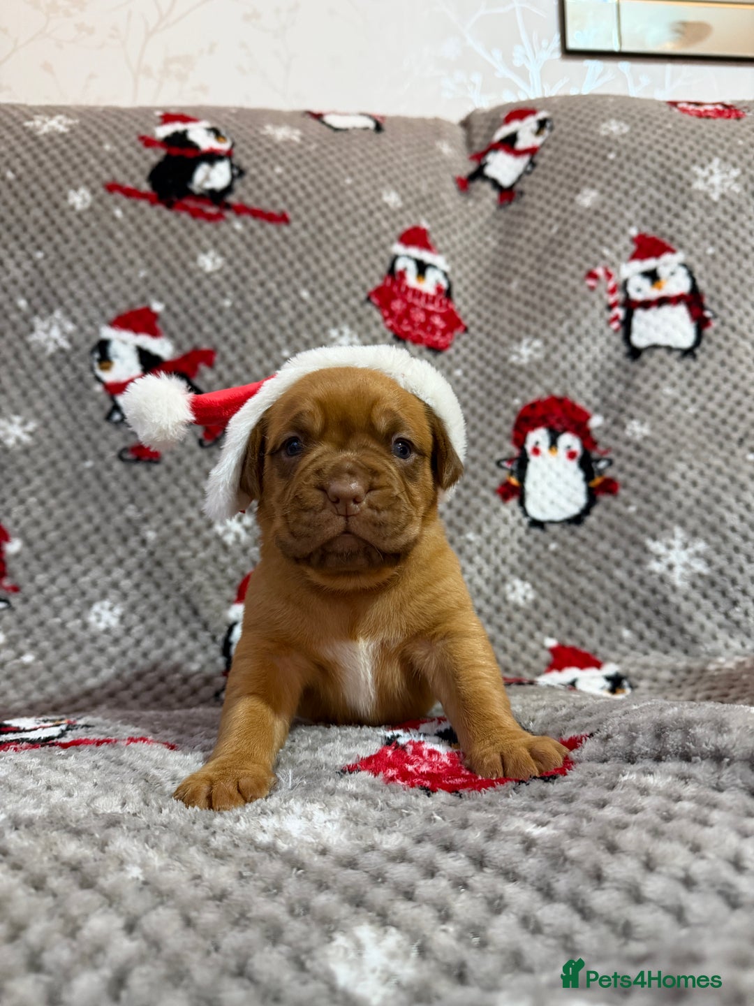 Dogue De Bordeaux dogs for sale: Beautiful Dogue De Bordeaux Puppies - Advert 10
