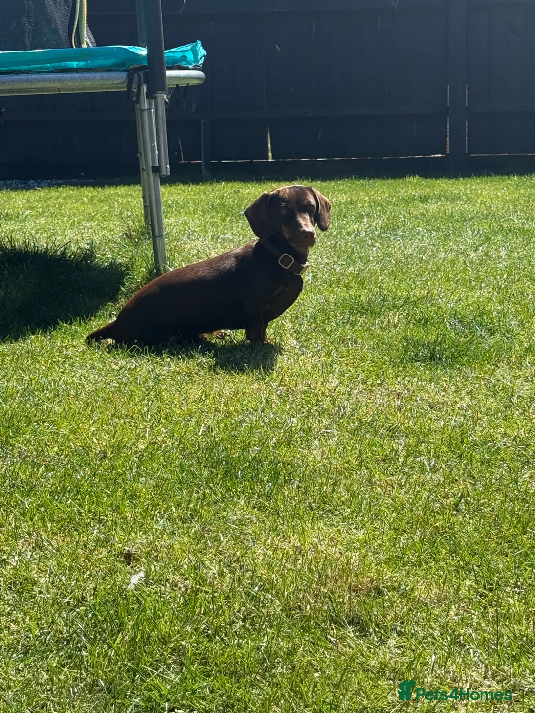 Miniature Dachshund dogs for sale: Miniature dachshund for sale  in Andover - Advert 2