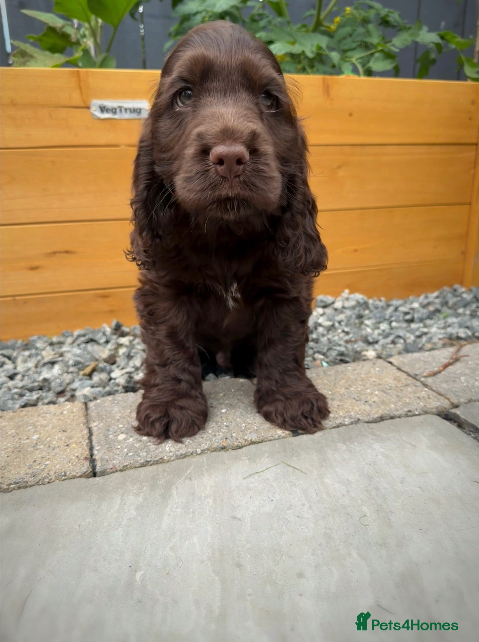 Cocker Spaniel dogs Ready now!  KC Show Cocker Spaniels  - Advert 2
