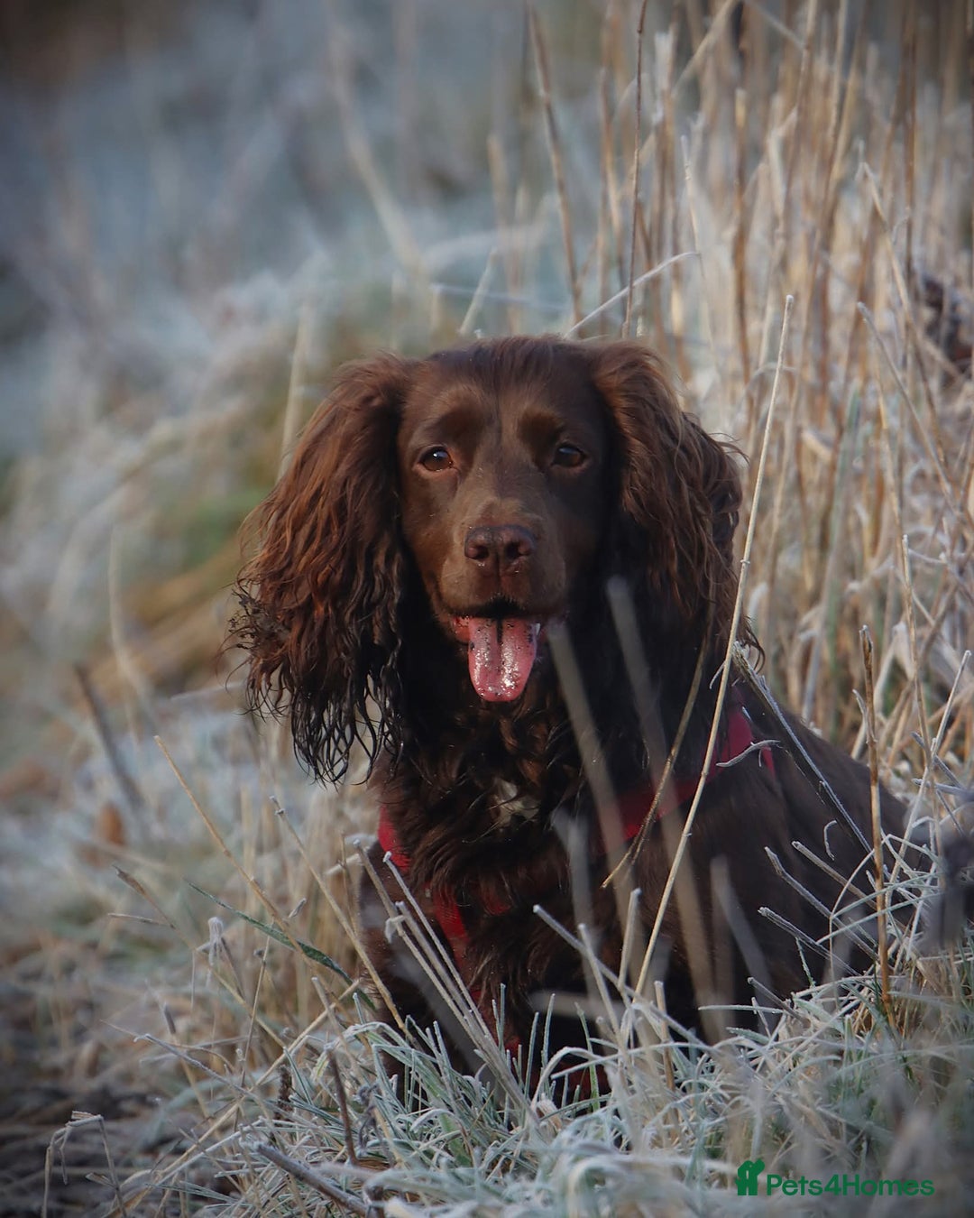 Cocker Spaniel dogs for sale: Working Cocker Spaniel, KC - Advert 4