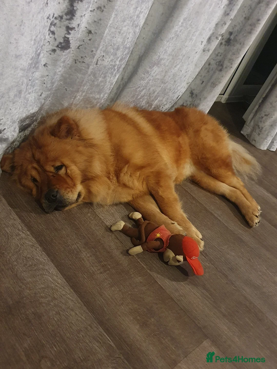 Chow Chow dogs for sale: Chow chow Luna - Advert 2