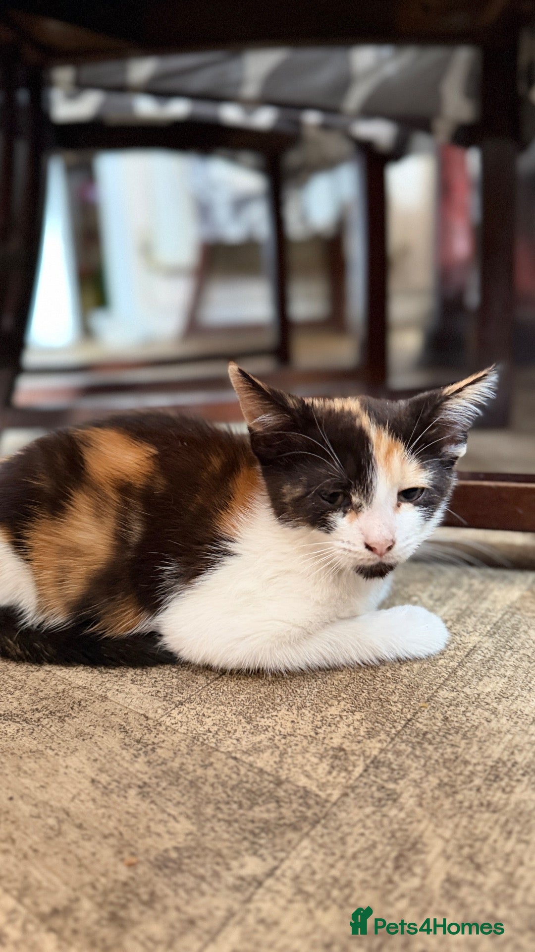 Mixed Breed cats 3 beautiful kittens looking for loving homes - Advert 5