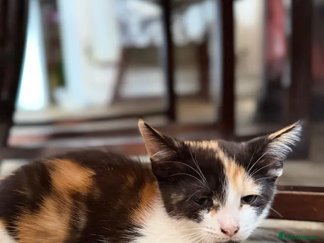 Mixed Breed cats 3 beautiful kittens looking for loving homes - Advert 5