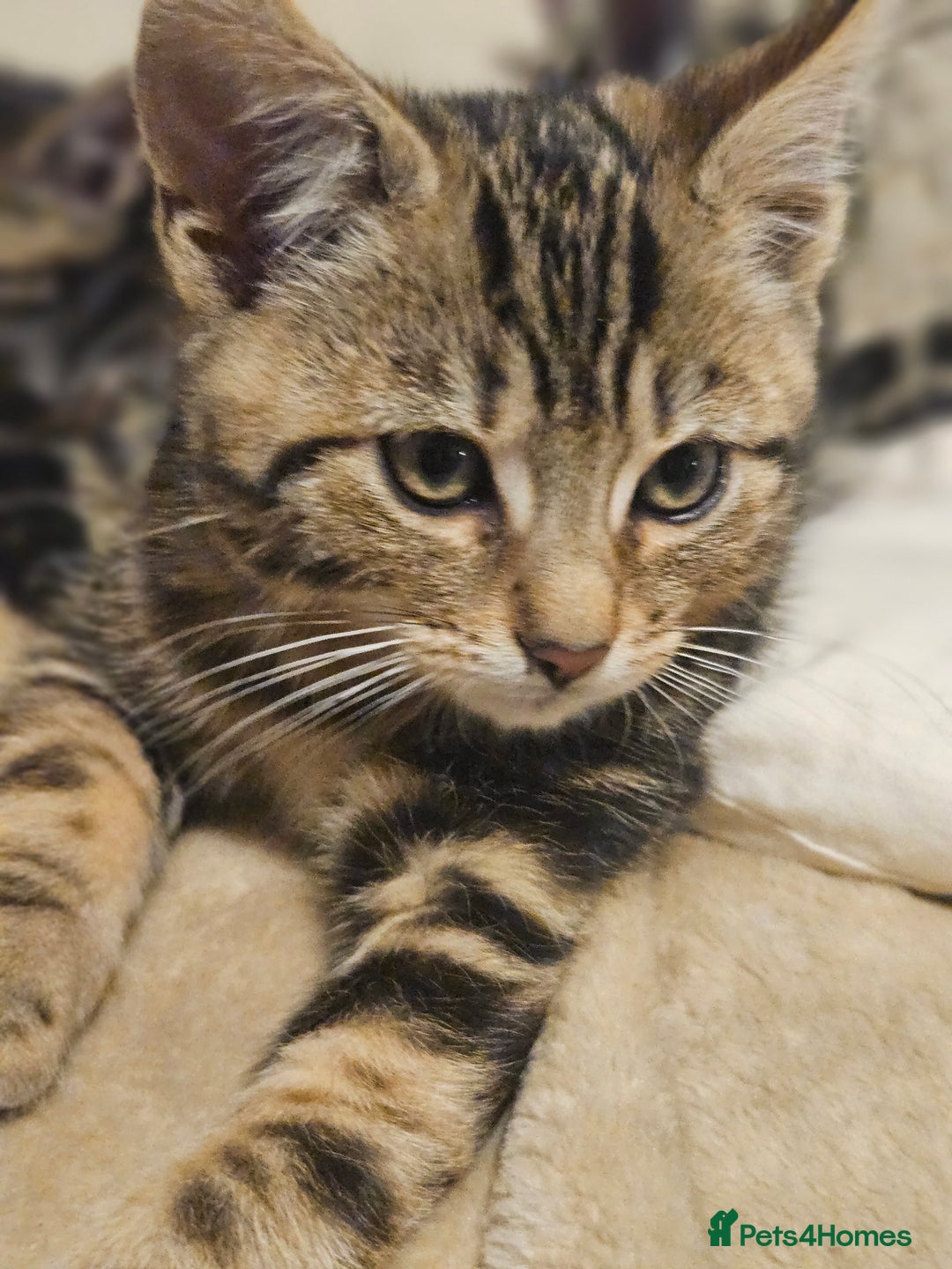 Bengal cats for sale: Adorable Half Bengal Kittens - Advert 7