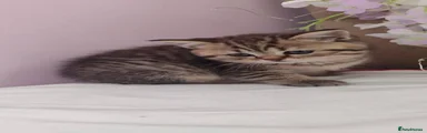Scottish Fold Kitten 6