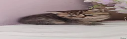 Scottish Fold cats for sale: REDUCED ❤️❤️Tabby cat😘Luxury Scottish❤️❤️❤️❤️❤️❤️ - Advert 33