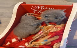 British Shorthair cats for sale: British blue shorthair kittens - Image 4