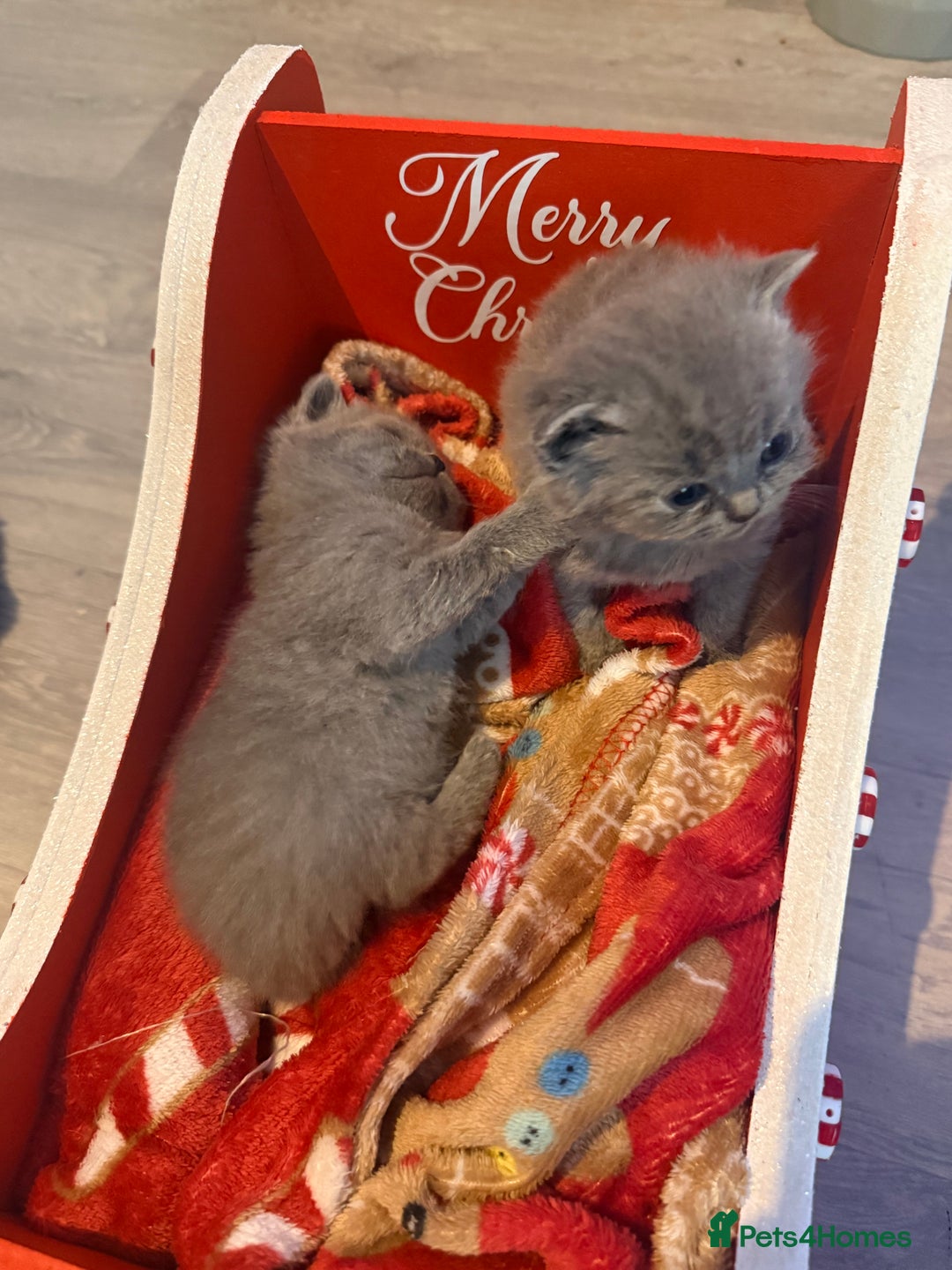 British Shorthair cats for sale: British blue shorthair kittens - Image 4