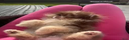 Pomeranian dogs for stud: STUD🧬🦴 - Advert 3