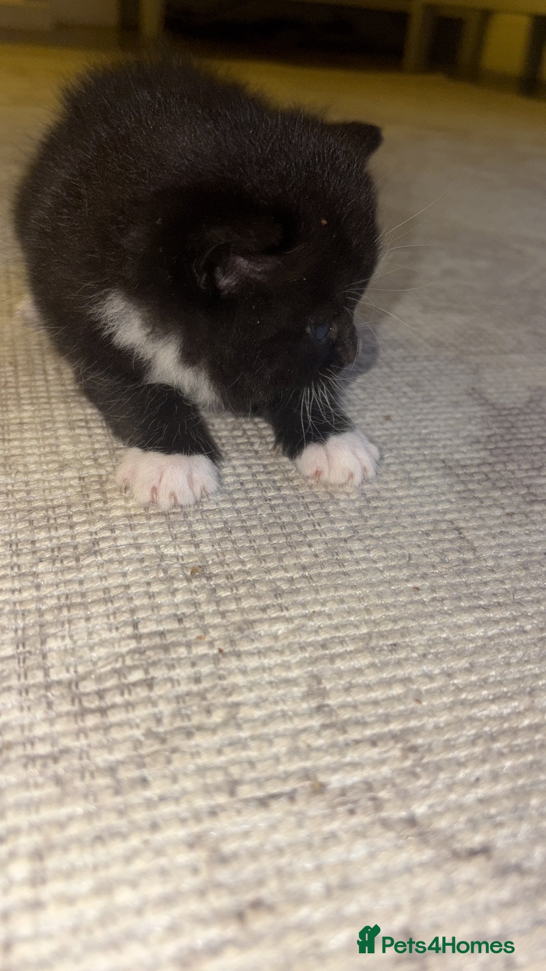 British Shorthair cats for sale: Beautiful kittens 3 girls 1 boy  - Advert 25