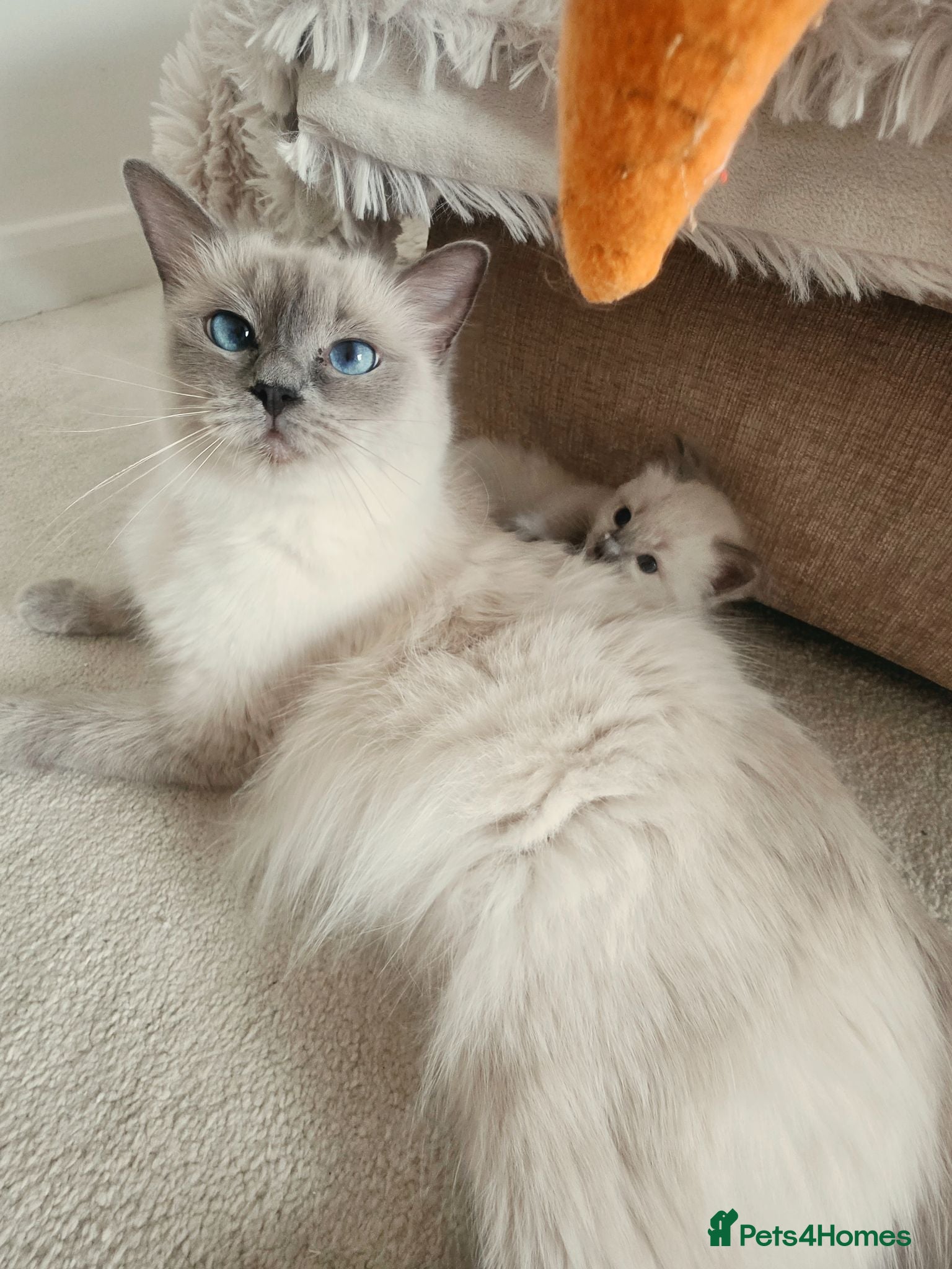 Ragdoll cats Blue point ragdoll kittens - Advert 14