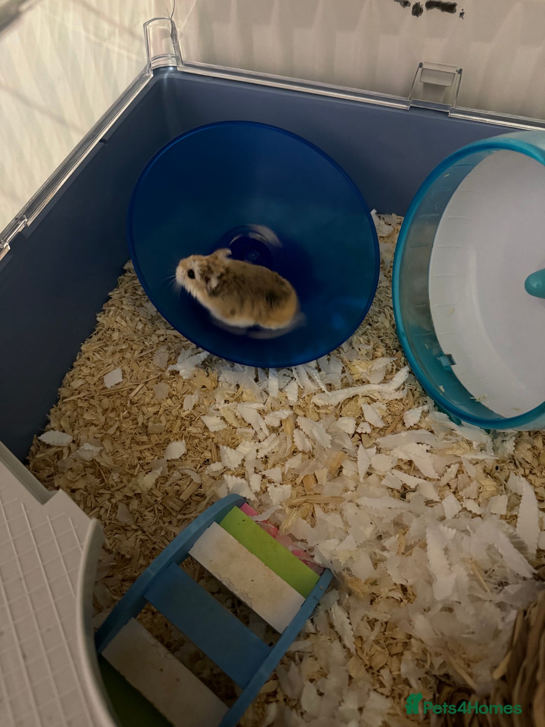 Hamster rodents for sale: Male robo hamster  - Image 4
