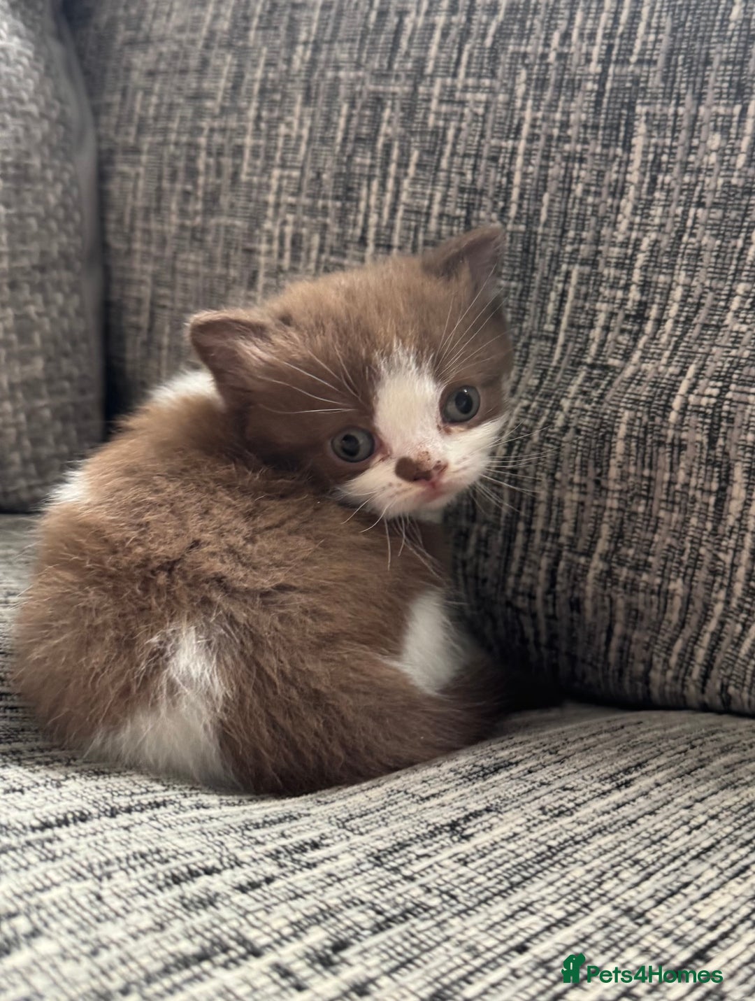 British Shorthair cats for sale: Beautiful British Shorthair Registered Kittens  - Image 4