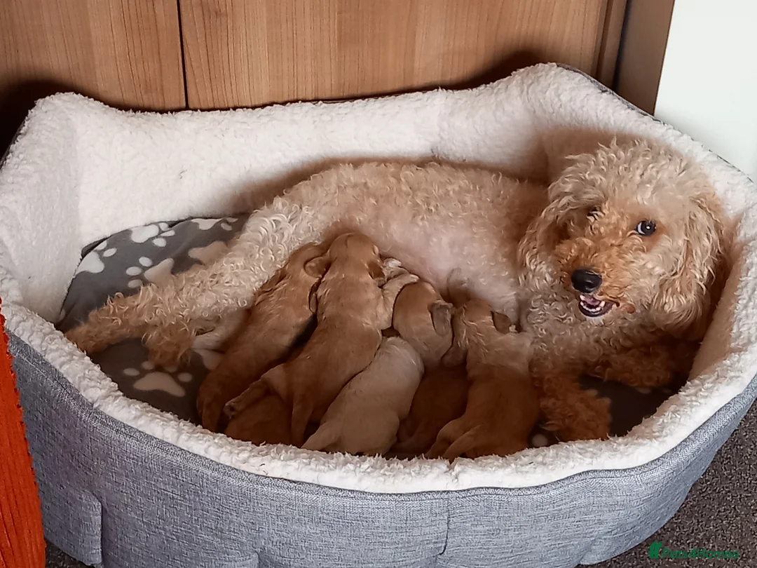 Cockapoo dogs for sale: Show class litter of 7 cockerpoo puppies - Advert 1