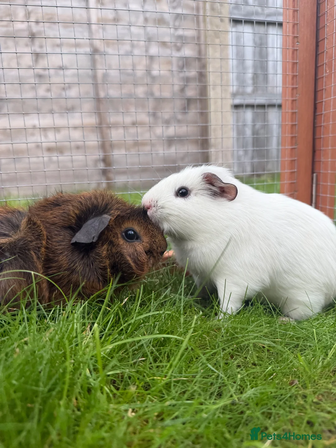 Guinea Pig rodents for sale: Baby guinea pigs! - Advert 1