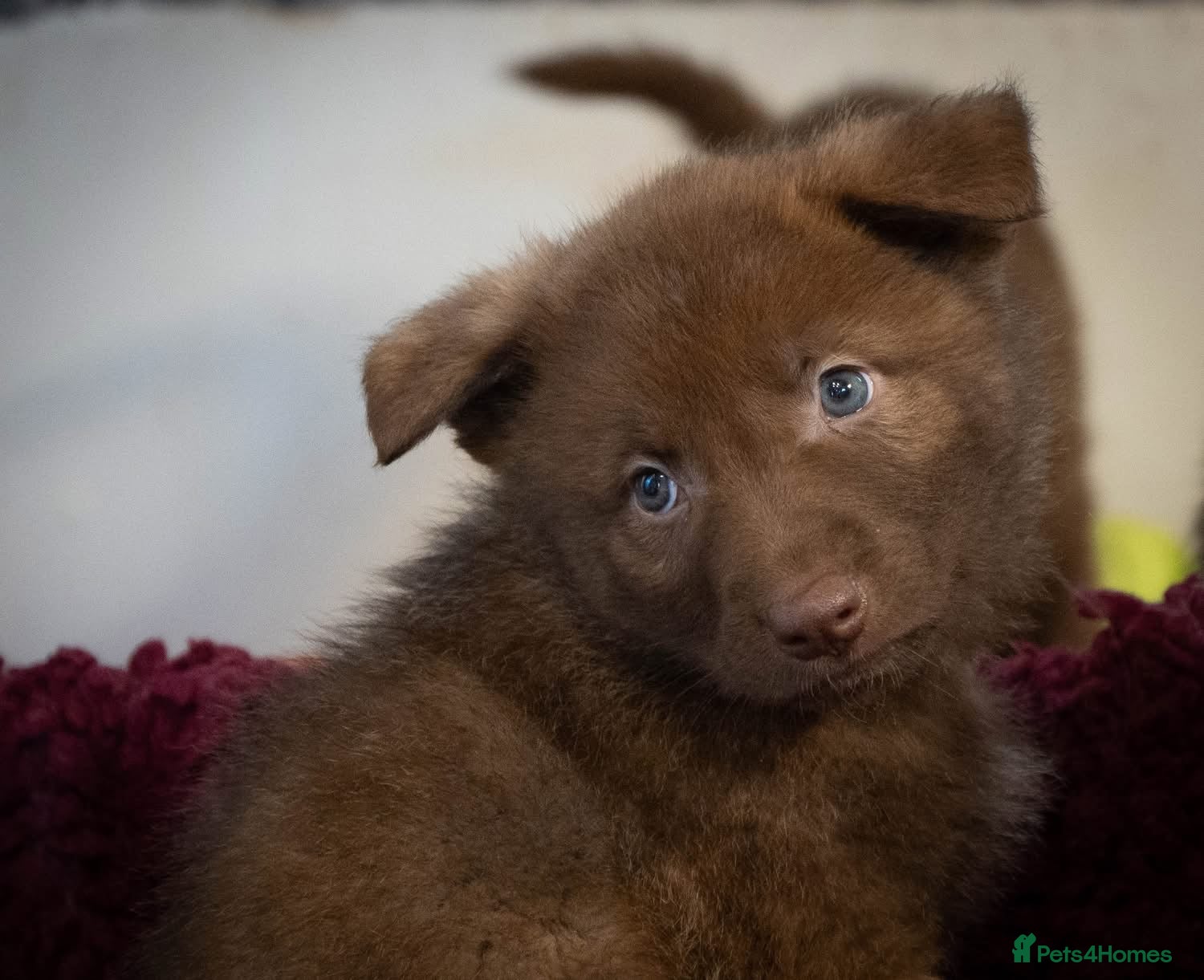 Saarloos Wolfdog dogs Extensively Health Tested Wolfdog Puppies - Advert 1