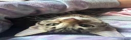 Bengal cats for sale: Rare Pure Bengal kittens  - Advert 6